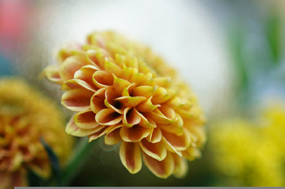 Yellow Dahlia Closeup Side View Photograph Print 100% Australian Made