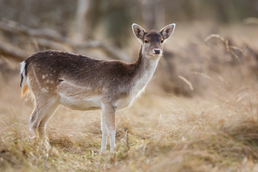 Winter Deer in Snow Field Photograph Print 100% Australian Made