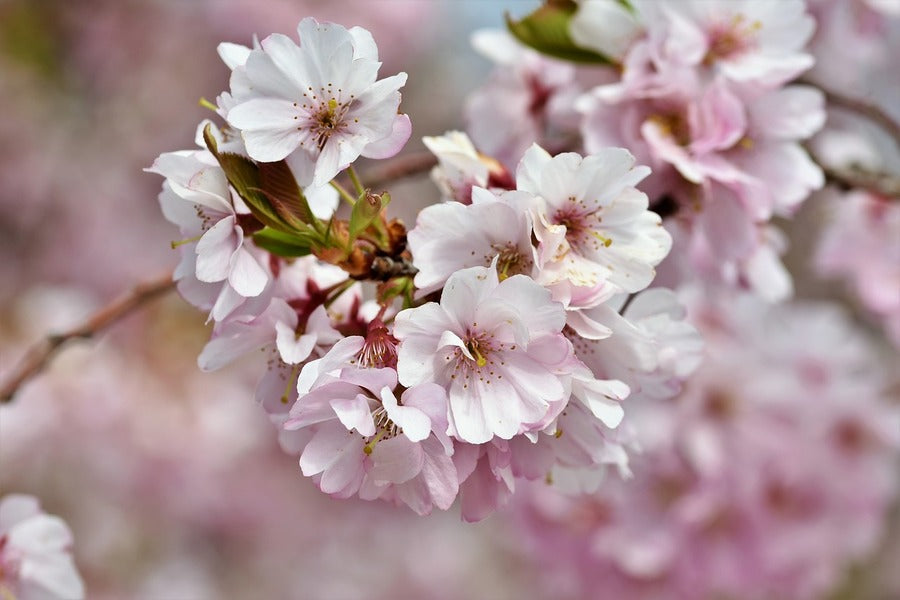 Ornamental Cherry Blossom Flowers & Leaves Photograph Print 100% Australian Made