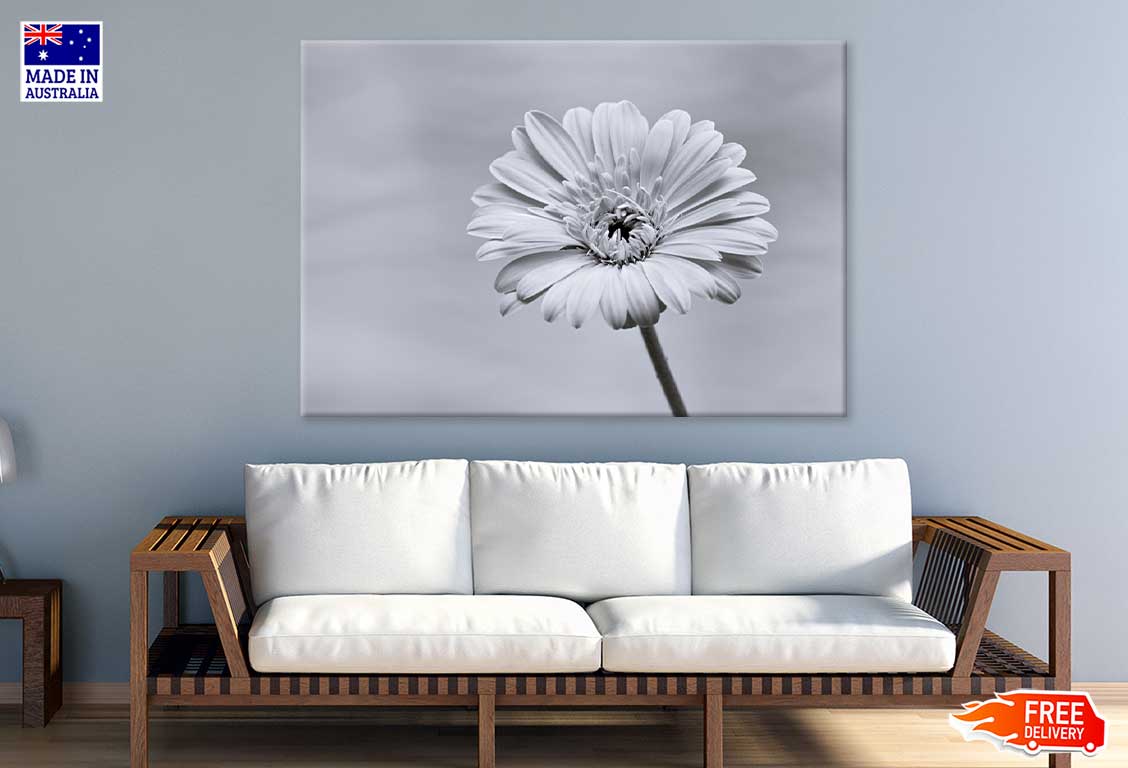 Gerbera Flower Closeup B&W View Photograph Print 100% Australian Made