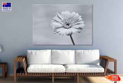 Gerbera Flower Closeup B&W View Photograph Print 100% Australian Made