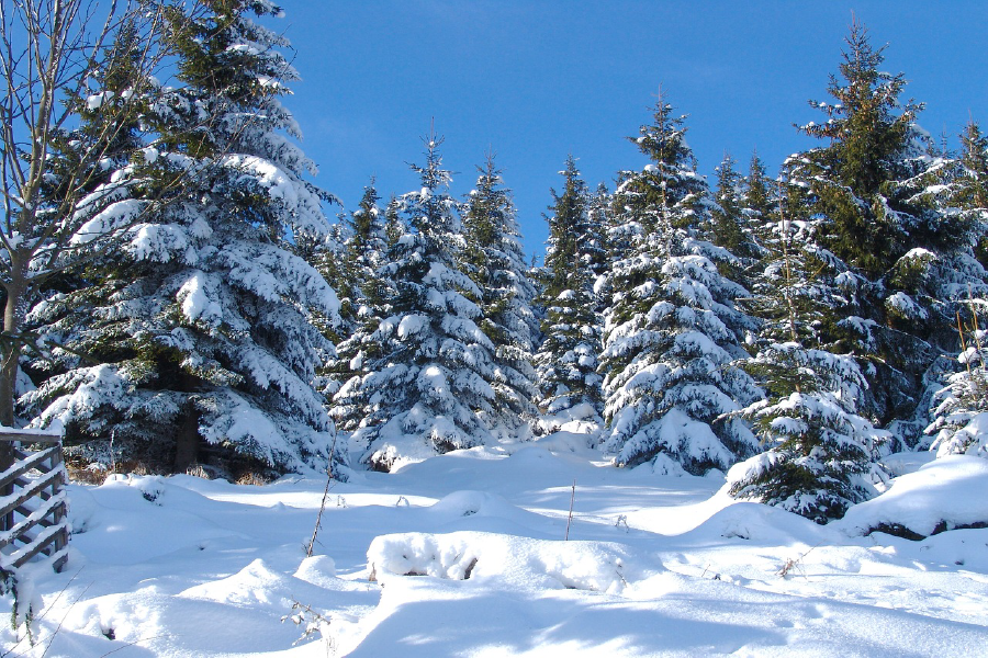 Snow Covered Forest Photograph Print 100% Australian Made