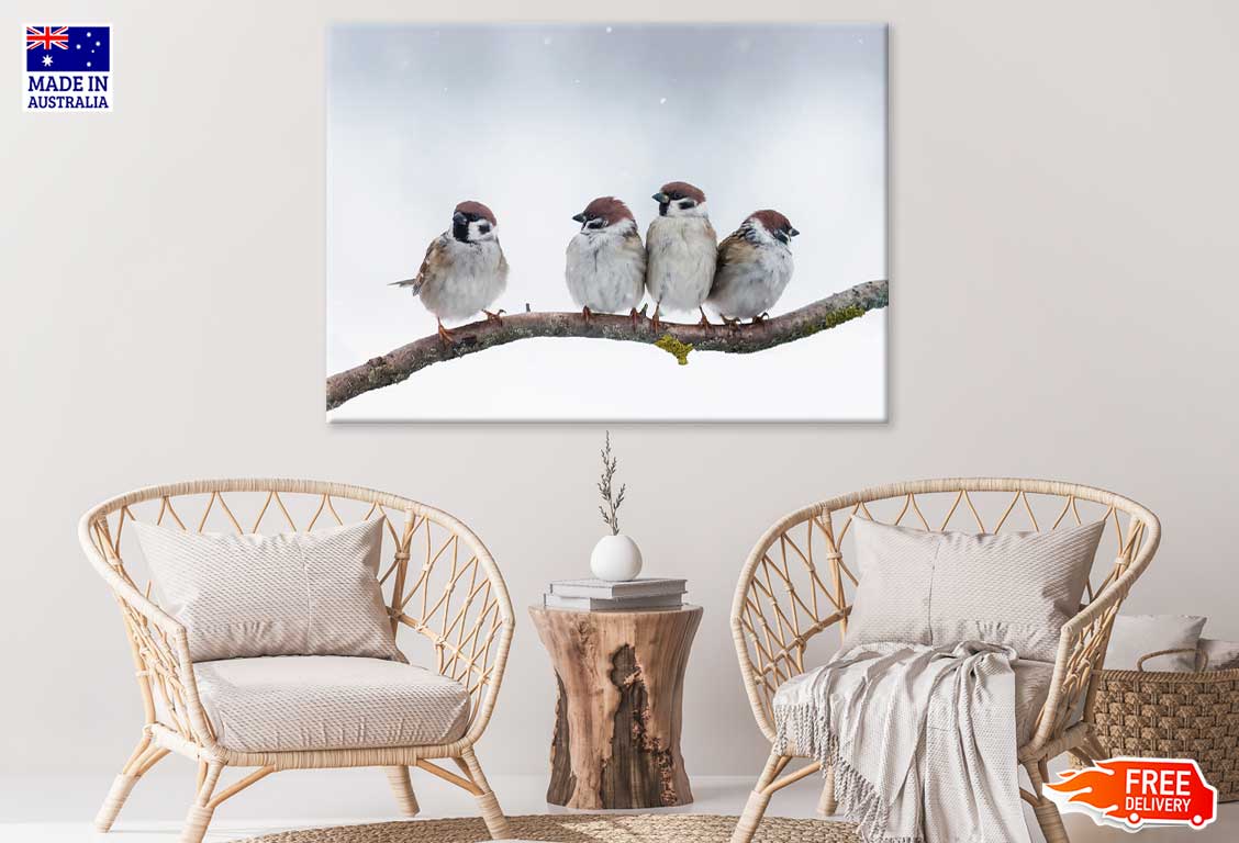 Sparrow Birds on Tree Branch View Photograph Print 100% Australian Made