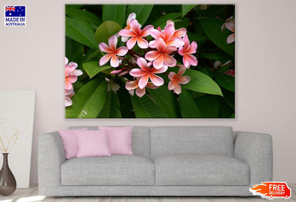 Pink Plumeria Flowers Photograph Print 100% Australian Made