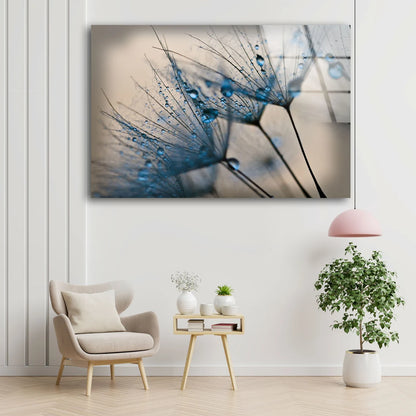 Dandelion Flowers with Waterdrops Photograph Acrylic Glass Print Tempered Glass Wall Art 100% Made in Australia Ready to Hang