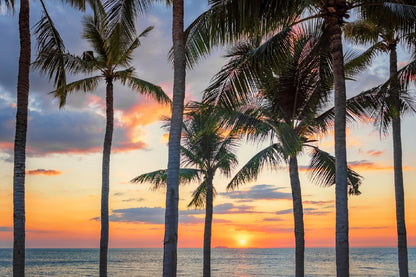 Palm Trees & Beach Sunset View Photograph Print 100% Australian Made