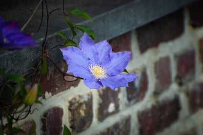 Blue Clematis Flower Closeup Photograph Print 100% Australian Made