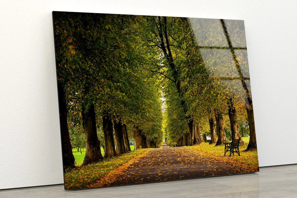 Trees Along Road Acrylic Glass Print Tempered Glass Wall Art 100% Made in Australia Ready to Hang