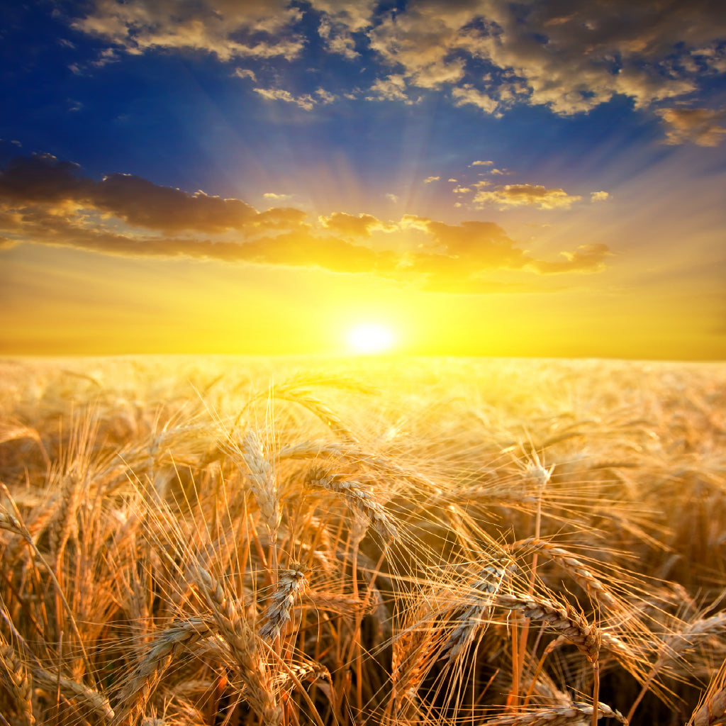 Square Canvas Sunrise Wheat Field Scenery Photograph High Quality Print 100% Australian Made