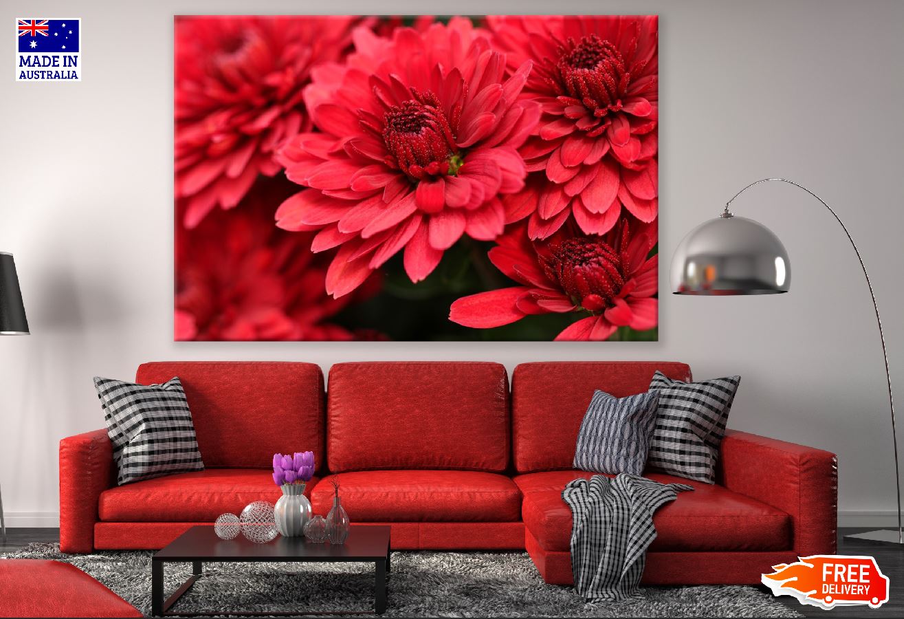 Red Chrysanthemums Flowers Photograph Print 100% Australian Made