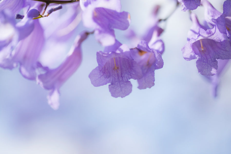 Jacaranda Flowers Closeup View Photograph Print 100% Australian Made
