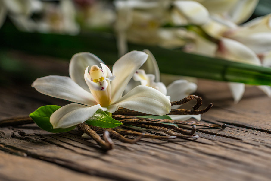 Lily Plant on Table Closeup View Photograph Print 100% Australian Made