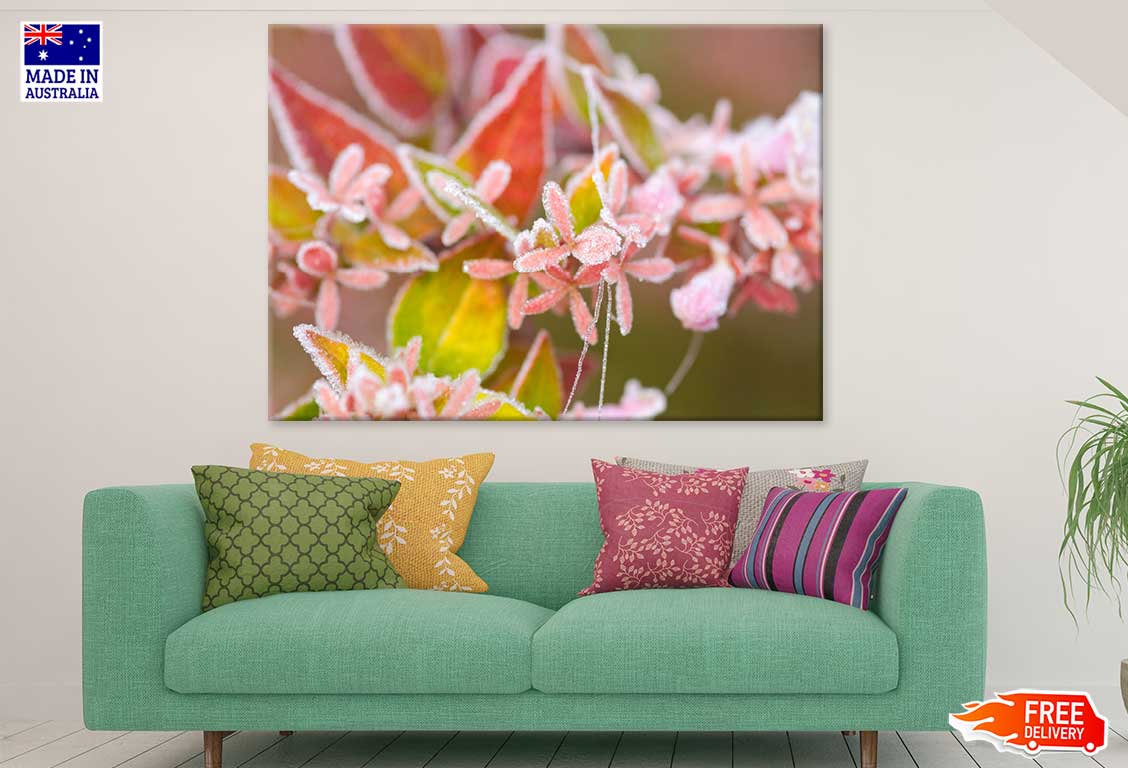 Photinia Plant Flower Photograph Print 100% Australian Made