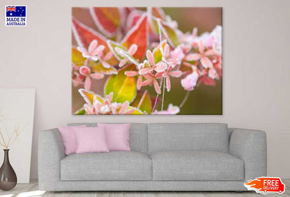 Photinia Plant Flower Photograph Print 100% Australian Made