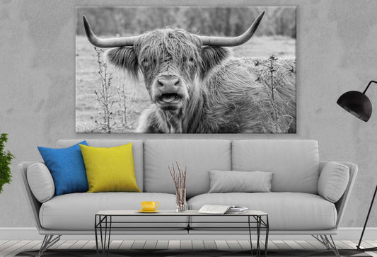 Highland Cow Black & White Photograph Print 100% Australian Made