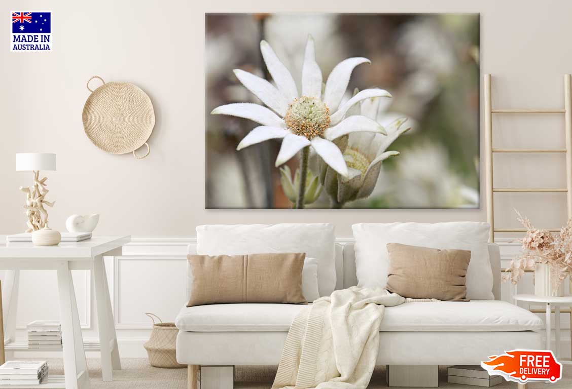 Flannel Flower Closeup Photograph Print 100% Australian Made