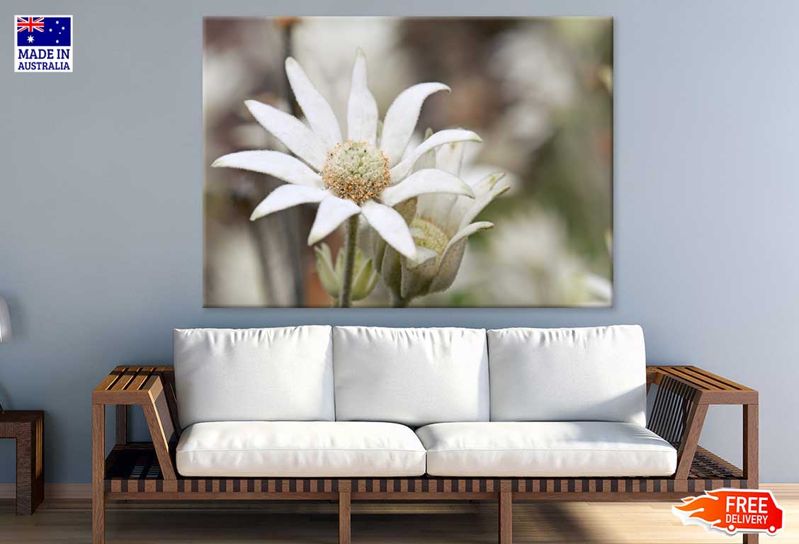 Flannel Flower Closeup Photograph Print 100% Australian Made