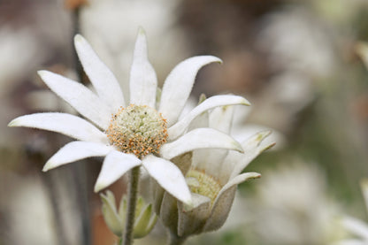 Flannel Flower Closeup Photograph Print 100% Australian Made