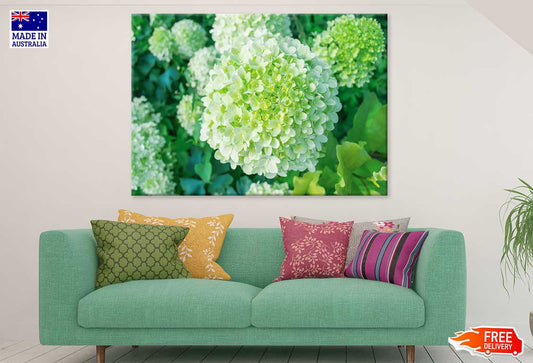 Green Hydrangea Flower Photograph Print 100% Australian Made