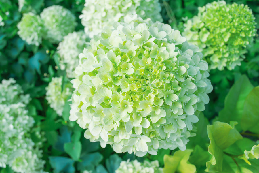 Green Hydrangea Flower Photograph Print 100% Australian Made
