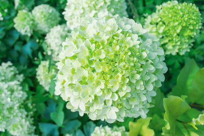 Green Hydrangea Flower Photograph Print 100% Australian Made