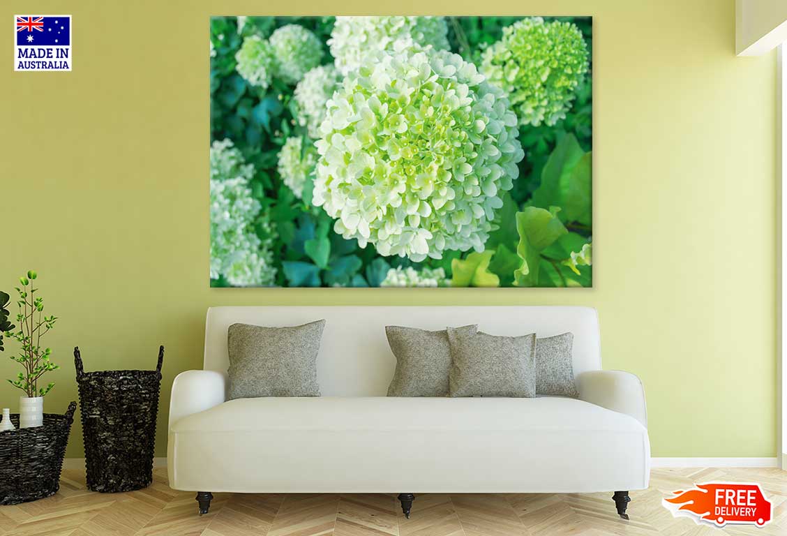 Green Hydrangea Flower Photograph Print 100% Australian Made