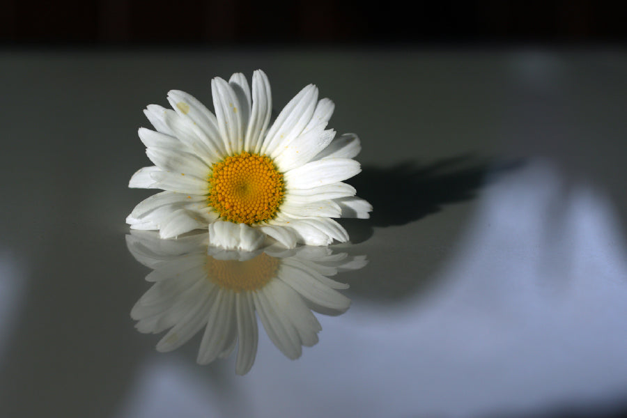 White Daisy Flower Reflection View Photograph Print 100% Australian Made