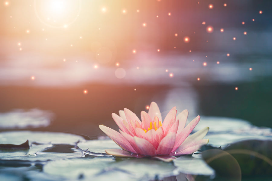 White Lotus on Water Digital Art Print 100% Australian Made