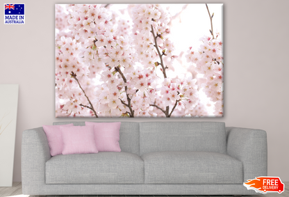 Japanese Cherry Blossom Tree Full Blooming Photograph Print 100% Australian Made