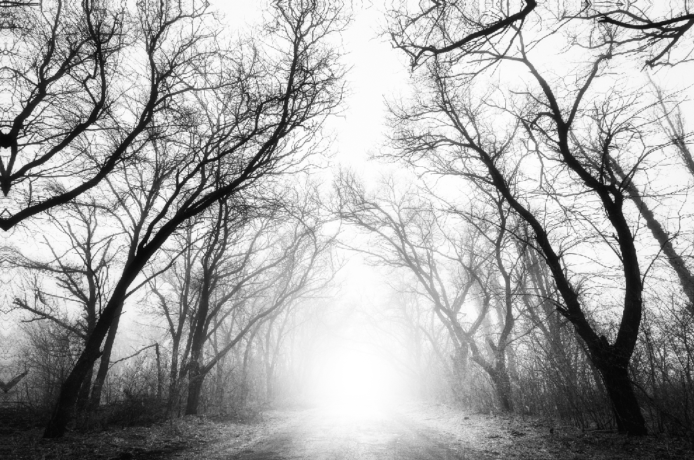 Misty Forest B&W Photograph Home Decor Premium Quality Poster Print Choose Your Sizes