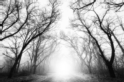 Misty Forest B&W Photograph Home Decor Premium Quality Poster Print Choose Your Sizes