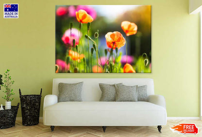 Orange Poppy Flowers Plant View Photograph Print 100% Australian Made
