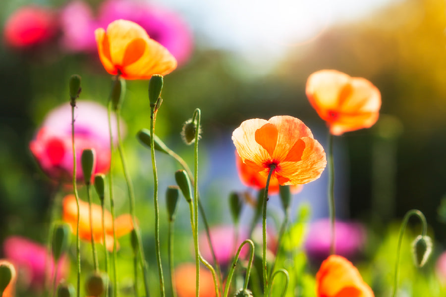 Orange Poppy Flowers Plant View Photograph Print 100% Australian Made