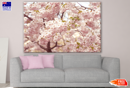 Spring Pink Sakura flower Tree Photograph Print 100% Australian Made