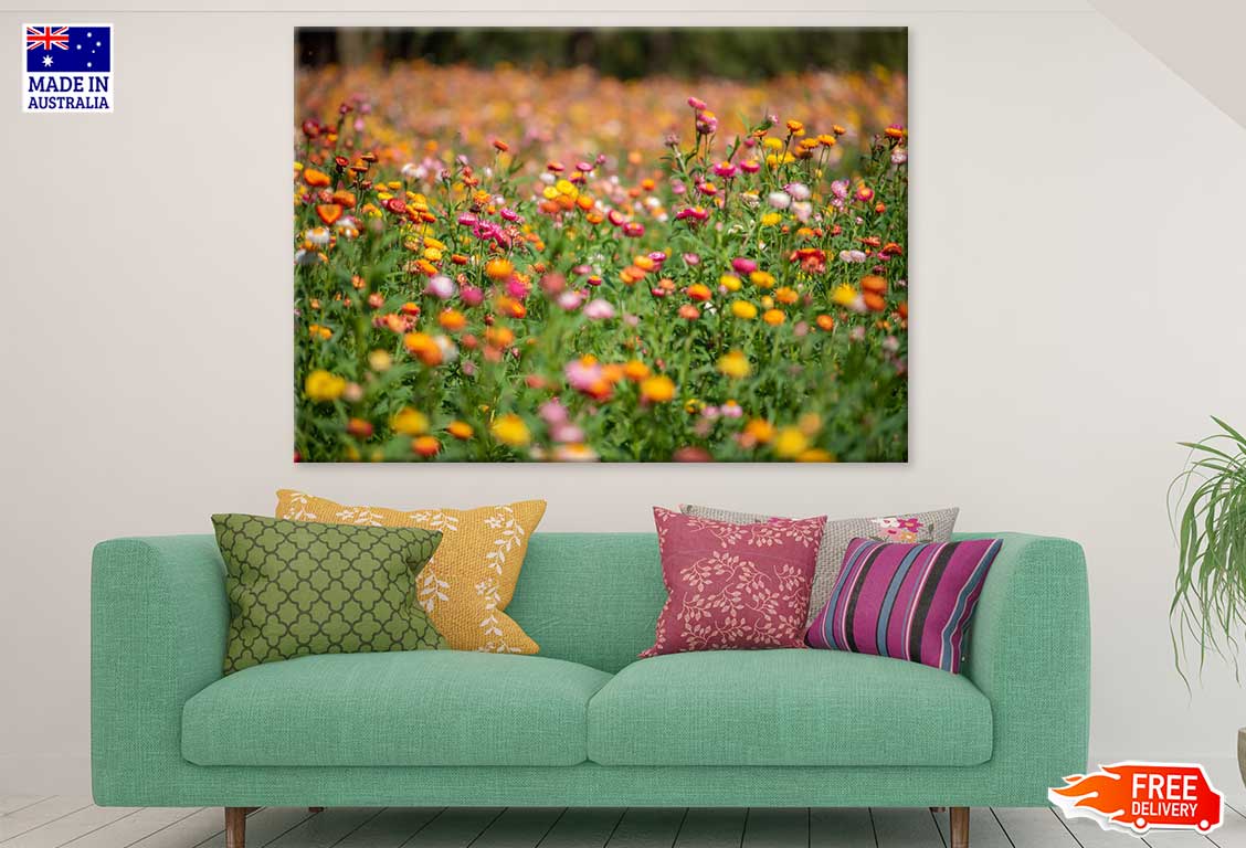Golden Yellow Strawflower Field View Photograph Print 100% Australian Made
