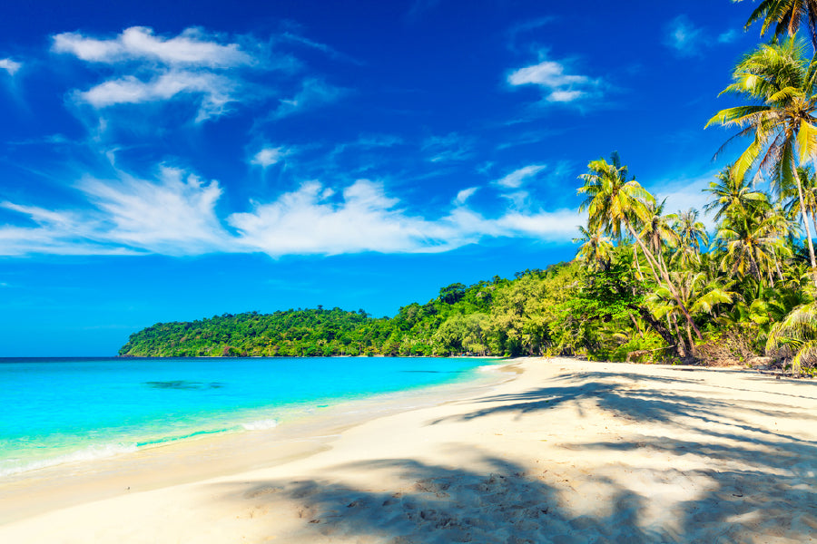 Bella Home Palm Trees near Sandy Beach View Print Canvas Ready to hang