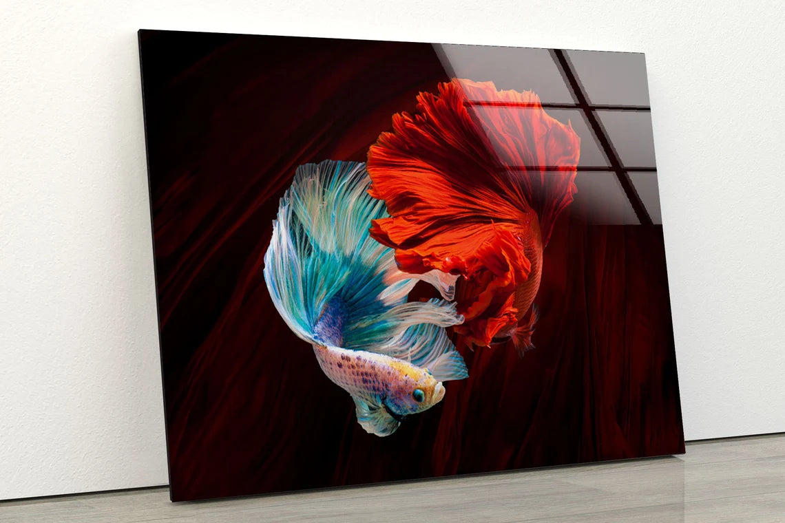 Red & White Fighter Fish Photograph Acrylic Glass Print Tempered Glass Wall Art 100% Made in Australia Ready to Hang