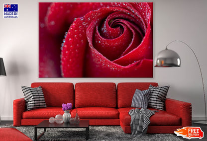 Red Rose Petals Closeup Photograph Print 100% Australian Made