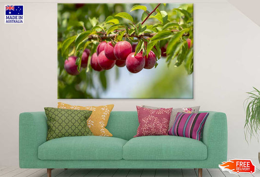 Rose Plum Fruit Tree Photograph Print 100% Australian Made