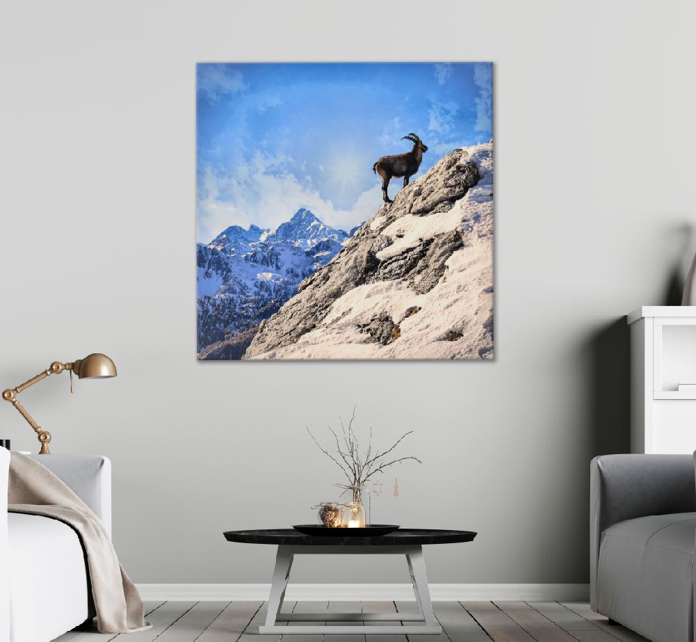 Square Canvas Steinbocks on Mountain View Photograph High Quality Print 100% Australian Made