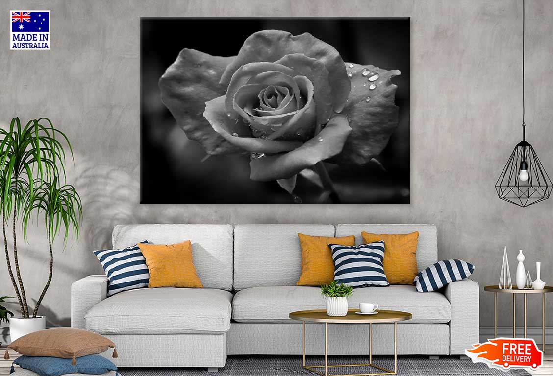 Water Drop on Rose B&W Photogrpah Print 100% Australian Made