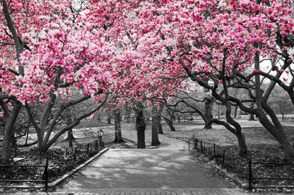 Pink Flower Tree Park B&W Photograph Print 100% Australian Made