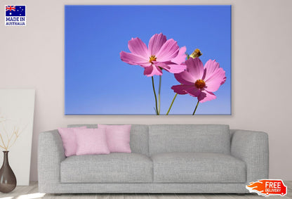 Pink Cosmos Flowers Closeup Photograph Print 100% Australian Made