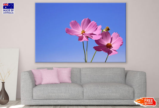 Pink Cosmos Flowers Closeup Photograph Print 100% Australian Made