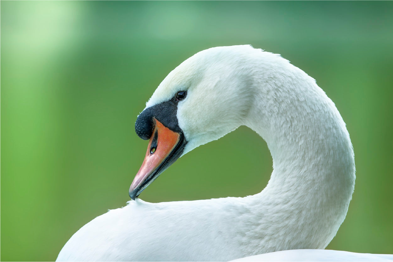 Bella Home Swan Closeup Face View Photograph Print Canvas Ready to hang