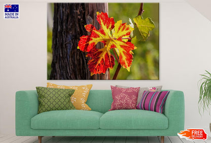 Colorful Leaf Closeup Photograph Print 100% Australian Made