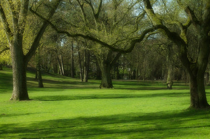 Green Grass & Trees Park Photograph Print 100% Australian Made