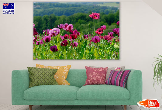Poppy Flowers with Plant Photograph Print 100% Australian Made