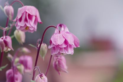 Pink Columbine Flowers Photograph Print 100% Australian Made