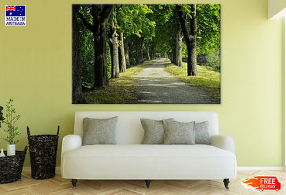 Tree Row & Road Photograph Print 100% Australian Made